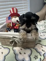 Black beauty, a male Miniature Schnauzer for sale in Yukon, OK – 6 of 8