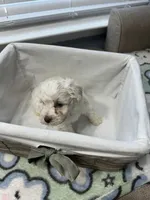 Cream , a female Miniature Schnauzer for sale in Yukon, OK – 2 of 3