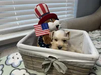 Red pup, a male Miniature Schnauzer for sale in Yukon, OK – 6 of 6