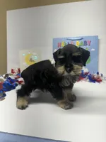 Black beauty, a male Miniature Schnauzer for sale in Yukon, OK – 7 of 8