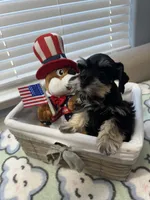 Black beauty, a male Miniature Schnauzer for sale in Yukon, OK – 5 of 8