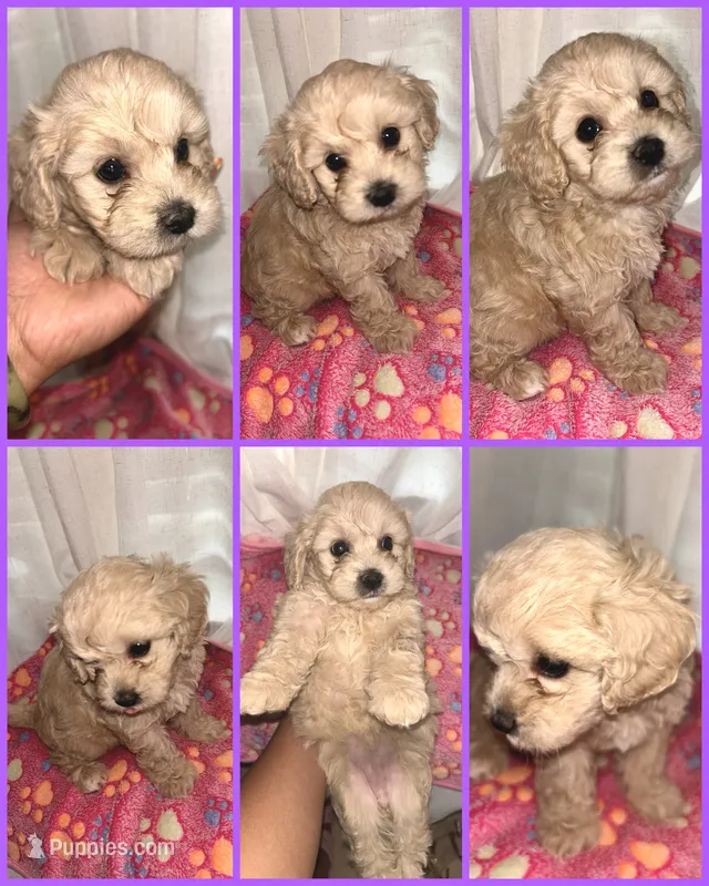 Daisy – Cavapoo puppy for sale in Ocala, FL