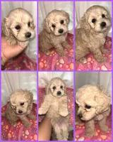 Daisy, a female Cavapoo for sale in Ocala, FL – 1 of 1