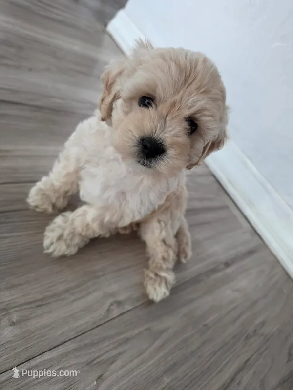 Daisy – Cavapoo puppy for sale in Ocala, FL