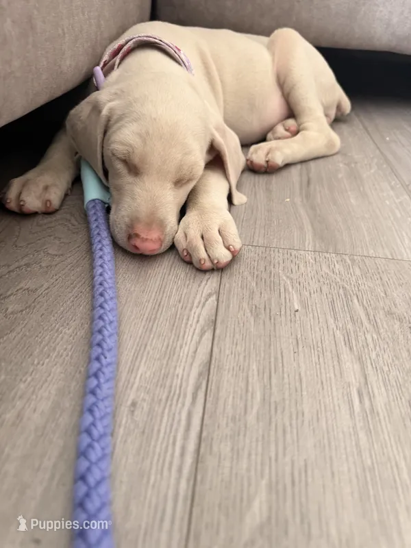 Doberman puppy – Doberman Pinscher puppy for sale in Fountain Valley, CA