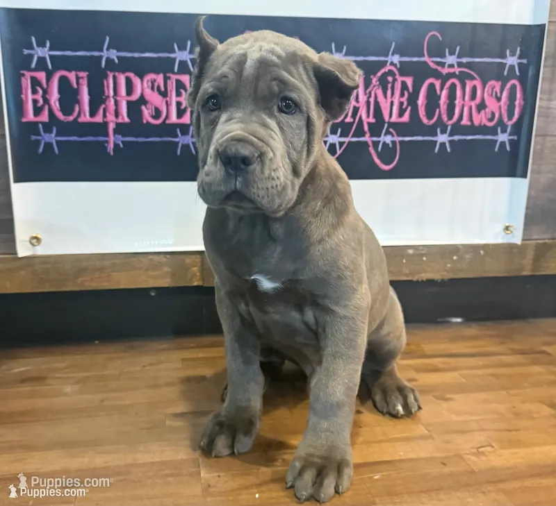 Kronos  – Cane Corso puppy for sale in Blodgett, OR