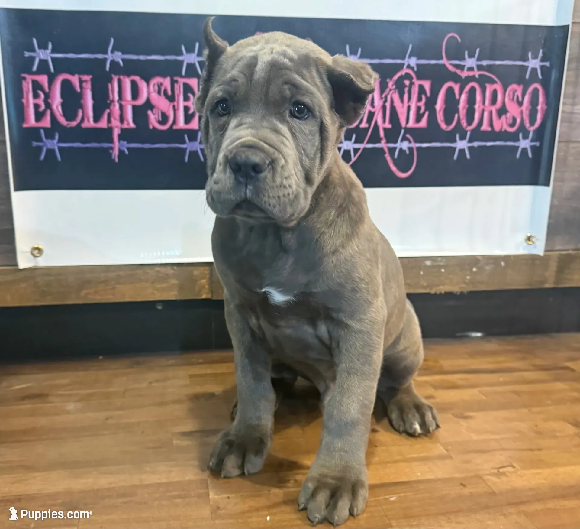 Kronos , a male Cane Corso for sale in Blodgett, OR – 1 of 10