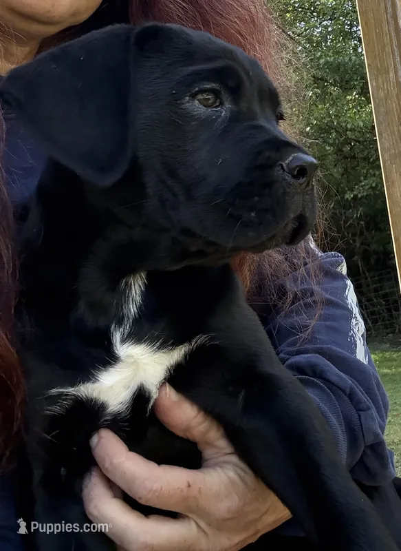 Raven  – Cane Corso puppy for sale in Blodgett, OR