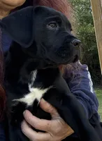 Raven , a female Cane Corso for sale in Blodgett, OR – 1 of 10