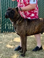Confirmed breeding GCH Eclipse’s Drogo/Envy , a  Cane Corso for sale in Blodgett, OR – 3 of 10