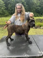Mississippi Mud, a female Cane Corso for sale in Blodgett, OR – 5 of 6