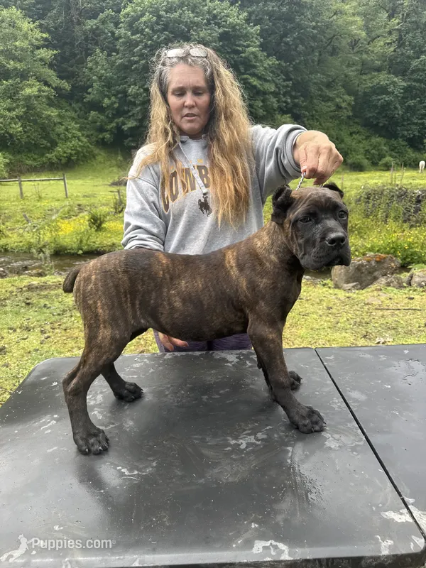 Mississippi Mud – Cane Corso puppy for sale in Blodgett, OR