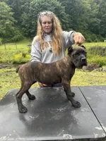 Mississippi Mud, a female Cane Corso for sale in Blodgett, OR – 2 of 6