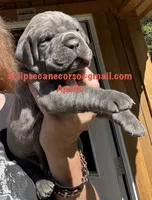 Apollo , a male Cane Corso for sale in Blodgett, OR – 2 of 5