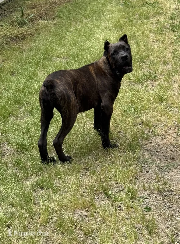 Mississippi Mud – Cane Corso puppy for sale in Blodgett, OR