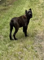 Mississippi Mud, a female Cane Corso for sale in Blodgett, OR – 2 of 10