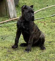 Montana, a female Cane Corso for sale in Blodgett, OR – 10 of 10