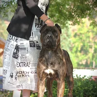 Conan the Barbarian, a male Cane Corso for sale in Blodgett, OR – Photo 4 of 10