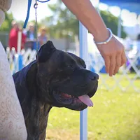 Conan the Barbarian, a male Cane Corso for sale in Blodgett, OR – Photo 3 of 10