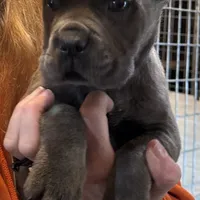 Conan the Barbarian, a male Cane Corso for sale in Blodgett, OR – Photo 9 of 10