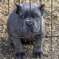 Conan the Barbarian, a male Cane Corso for sale in Blodgett, OR – Photo 1 of 10