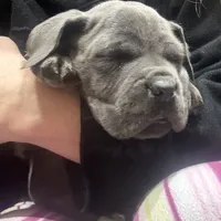 Conan the Barbarian, a male Cane Corso for sale in Blodgett, OR – Photo 8 of 10