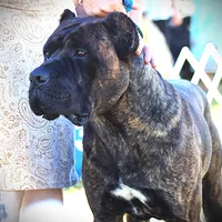 Conan the Barbarian, a male Cane Corso for sale in Blodgett, OR – Photo 2 of 10