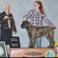 Conan the Barbarian, a male Cane Corso for sale in Blodgett, OR – Photo 6 of 10