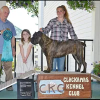 Conan the Barbarian, a male Cane Corso for sale in Blodgett, OR – Photo 5 of 10