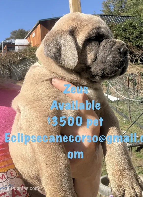 Zeus  – Cane Corso puppy for sale in Blodgett, OR