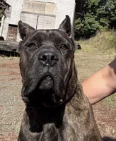 Mississippi Mud, a female Cane Corso for sale in Blodgett, OR – 9 of 10