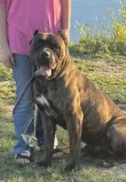 Confirmed breeding GCH Eclipse’s Drogo/Envy , a  Cane Corso for sale in Blodgett, OR – 2 of 10