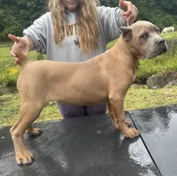 Surabhi, a female Cane Corso for sale in Blodgett, OR – 10 of 10
