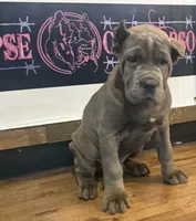 Kronos , a male Cane Corso for sale in Blodgett, OR – 10 of 10
