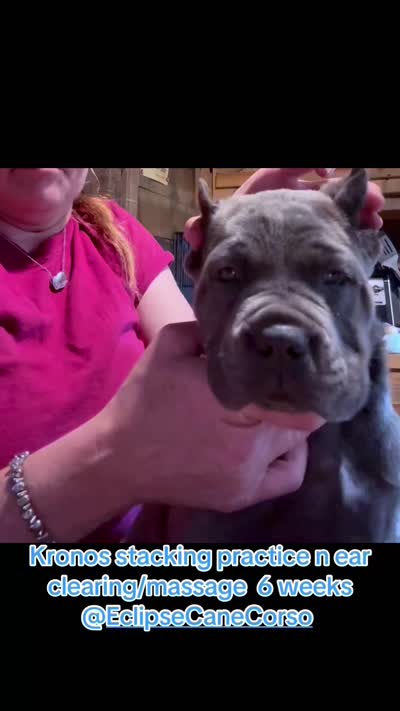 Kronos , a male Cane Corso for sale in Blodgett, OR – 9 of 10