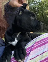 Raven , a female Cane Corso for sale in Blodgett, OR – 4 of 10