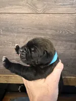 Montana, a female Cane Corso for sale in Blodgett, OR – Photo 2 of 10