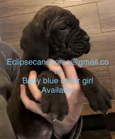 Montana, a female Cane Corso for sale in Blodgett, OR – Photo 5 of 5