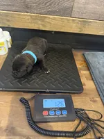 Montana, a female Cane Corso for sale in Blodgett, OR – Photo 5 of 10