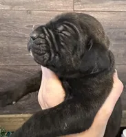 Montana, a female Cane Corso for sale in Blodgett, OR – Photo 1 of 10