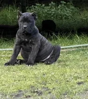 Montana, a female Cane Corso for sale in Blodgett, OR – 5 of 5