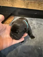 Montana, a female Cane Corso for sale in Blodgett, OR – Photo 4 of 10