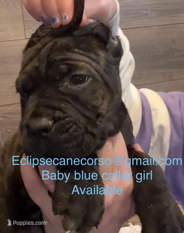 Montana – Cane Corso puppy for sale in Blodgett, OR