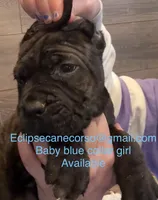 Montana, a female Cane Corso for sale in Blodgett, OR – Photo 1 of 5