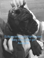 Montana, a female Cane Corso for sale in Blodgett, OR – Photo 3 of 5