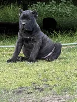 Montana, a female Cane Corso for sale in Blodgett, OR – 4 of 5
