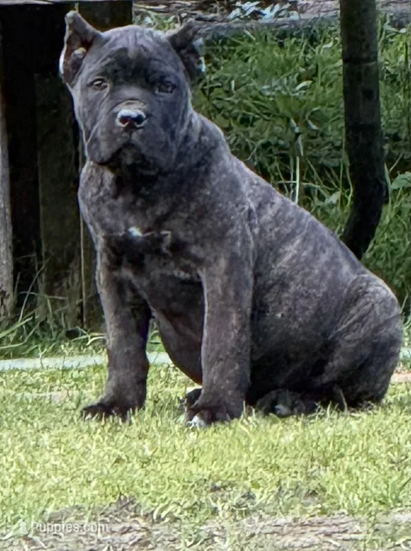 Montana – Cane Corso puppy for sale in Blodgett, OR