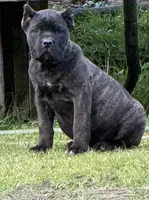 Montana, a female Cane Corso for sale in Blodgett, OR – 1 of 5