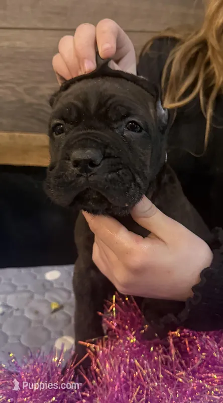 Montana – Cane Corso puppy for sale in Blodgett, OR