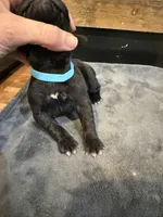 Montana, a female Cane Corso for sale in Blodgett, OR – Photo 3 of 10